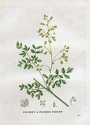 Thalictrum minus 1.jpg