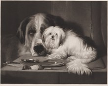 Engraving by William Turner Davey, 1844, from Landseer's painting The Lion Dog of Malta The Lion Dog from Malta, objectnr A 11199 (cropped).tif