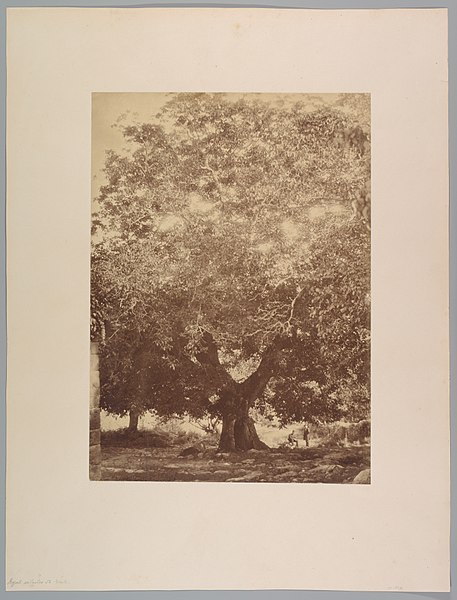 charles clifford - image 5