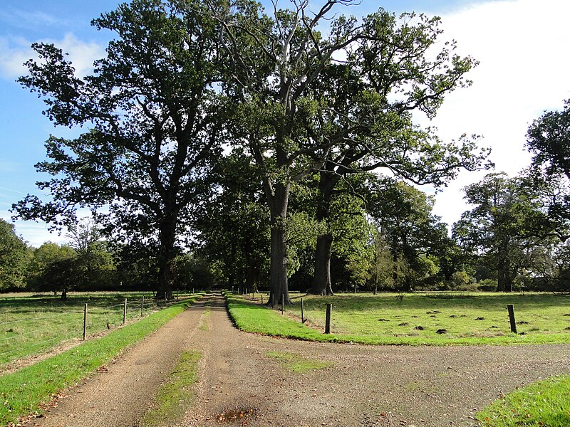 File:The driveway at Honing Hall - geograph.org.uk - 5944419.jpg