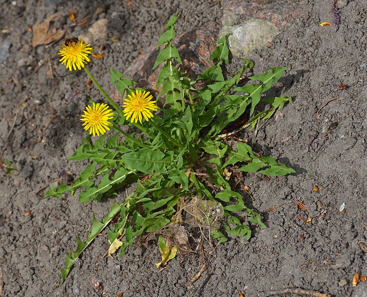 File:The first dandelions.jpg