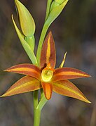 Thelymitra yorkensis