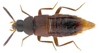 <i>Thiasophila</i> Genus of beetles