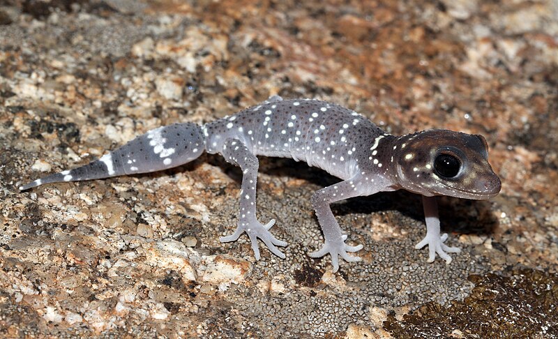 File:Thick-tailed Gecko (Underwoodisaurus milii) (8636512143).jpg