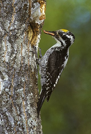 <span class="mw-page-title-main">Eurasian three-toed woodpecker</span> Species of bird