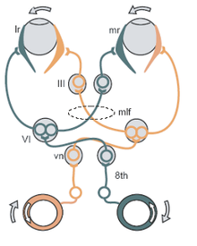 Vestibulo-ocular reflex ThreeNeuronArc.png