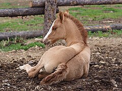 Robe Du Cheval: Origine des variations de coloris des robes, Robes de base du cheval, Les gènes de dilution