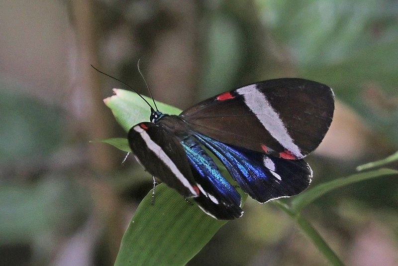 File:Tiger moth (Hypocrita drucei).jpg