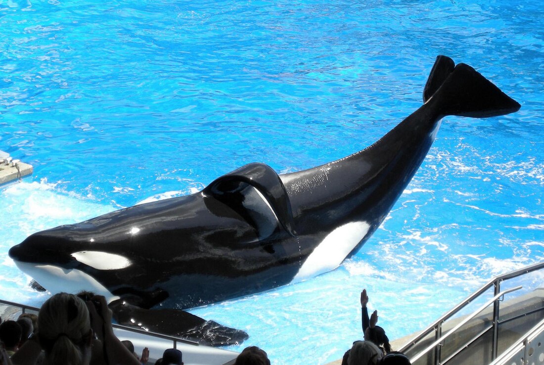 Tilikum (orque)