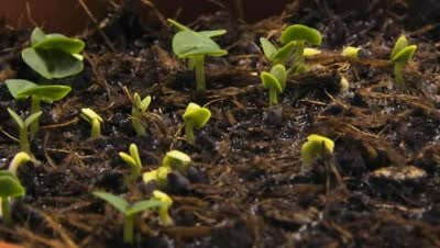 HOW TO GROW BASIL FROM SEED INDOORS The Garden of Eaden