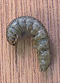 Tipula sp, larva