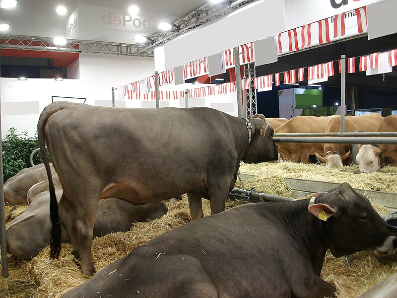 File:Tiroler Grauvieh cattle - CO2v01-22574018.jpg