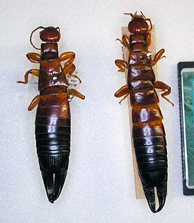 <i>Titanolabis</i> Genus of earwigs