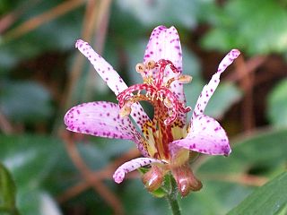 <i>Tricyrtis stolonifera</i> Species of flowering plant