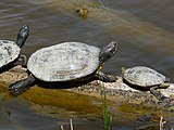 Català: Tortugues de Florida Català: El Remolar-Filipines o Pas de les Vaques (Baix Llobregat) (El Prat de Llobregat, Sant Boi de Llobregat, Viladecans). Desembocadures històriques de rius i rieres. This is a a photo of a wetland in Catalonia, Spain, with id: IZHC-08001104 Object location 41° 17′ 02.4″ N, 2° 03′ 54″ E  View all coordinates using: OpenStreetMap Català: Remolar-Filipines (Baix Llobregat) (Viladecans, el Prat de Llobregat). ca:Delta del Llobregat. This is a a photo of a natural area in Catalonia, Spain, with id: ES510064 Object location 41° 17′ 01.32″ N, 2° 03′ 57.96″ E  View all coordinates using: OpenStreetMap Camera location 41° 16′ 53.41″ N, 2° 03′ 53.89″ E    View all coordinates using: OpenStreetMap