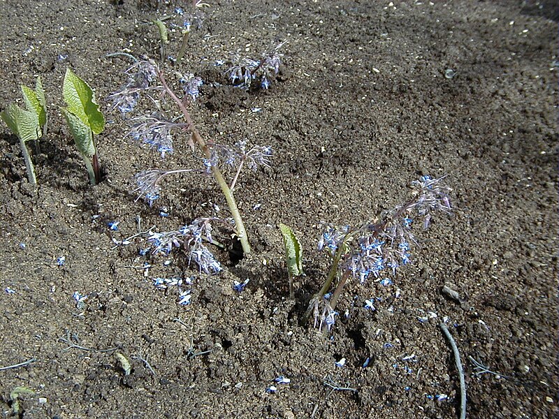 File:Trachystemon orientalis.jpg