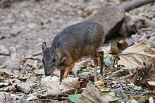 A lesser mouse-deer (Tragulus kanchil) foraging. Tragulus kanchil 67712038.jpg