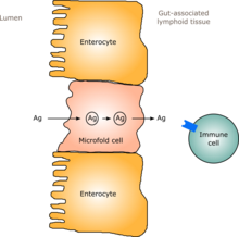 Microfold cells transfer antigens (Ag) from the lumen of the gut to gut-associated lymphoid tissue (GALT) via transcytosis and present them to different innate and adaptive immune cells. Transvesicular transport by microfold cells.png