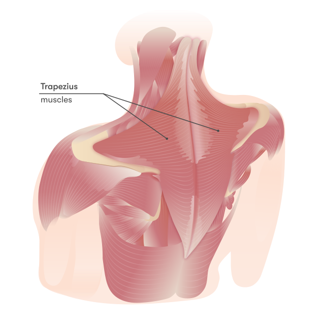 Middle Trapezius мышца