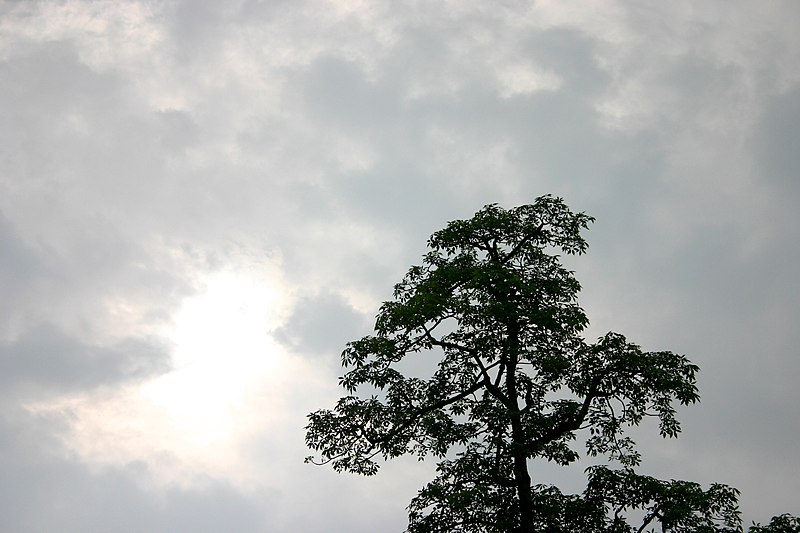 File:Tree (5944068378).jpg