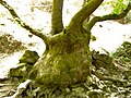 Tree, Rhodes, Greece