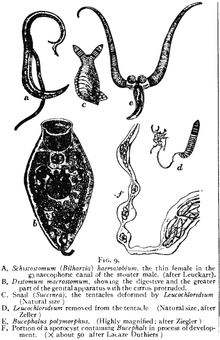Trematode és féregfejlődési ciklus - Emberi pinworm fejlődési ciklus