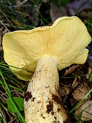 <i>Tricholoma yatesii</i> Species of fungus