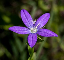 Triodanis biflora Texas.jpg