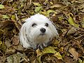 A Maltese enjoying the fall leaves with a neatly groomed coat.