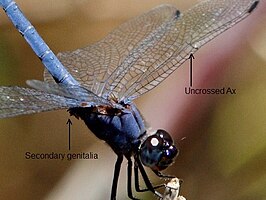 Trithemis furva