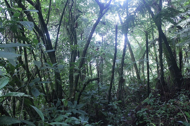 File:Tropical rain forest Mount Cameroon.jpg
