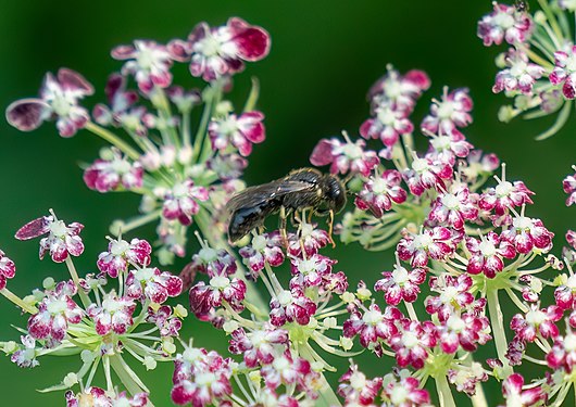 Melissodes bimaculatus (two-spotted longhorn bee), Brooklyn Botanic Garden