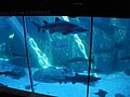 Two Oceans Aquarium05.jpg