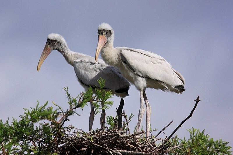 File:Two wood stork chicks (14197749340).jpg