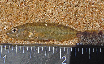 The Ukrainian stickleback (Pungitius platygaster) was the only native species of the Aral Sea to survive its reduction and salinization.