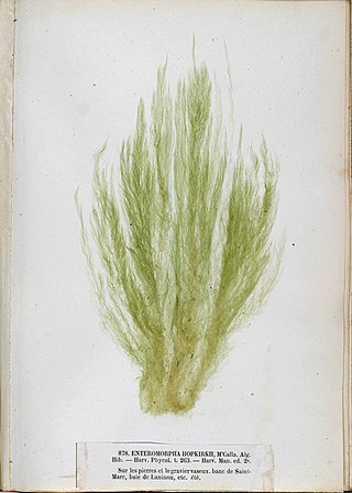 <i>Ulva flexuosa</i> Species of alga