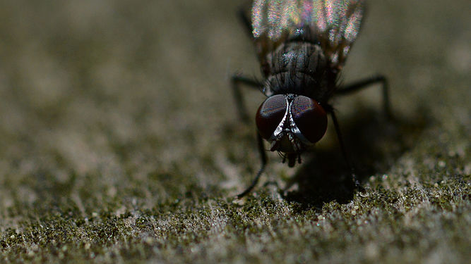 Fly (Diptera)