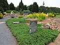 Black Eyed Susans in the background, Juniper in foreground