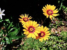 Ursinia calenduliflora.jpg