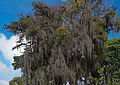 * Nomination Usnea barbata --Rjcastillo 14:25, 23 February 2013 (UTC) * Decline Overexposure. --Mattbuck 22:20, 2 March 2013 (UTC)