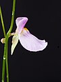 Utricularia blanchetii