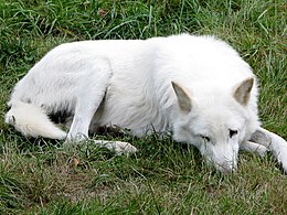 Vankuverio salos vilkas (Canis lupus crassodon)