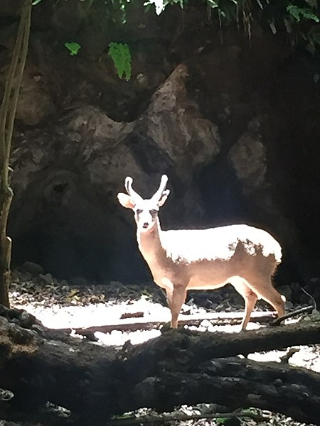 File:Venado del Valle de Atongo Tepoztlán.jpg