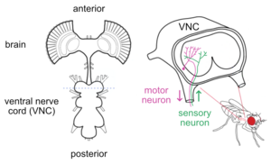 Ventral Nerve Cord