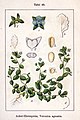 Veronica agrestis vol. 10 - plate 48 in: Jacob Sturm: Deutschlands Flora in Abbildungen (1796)
