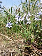 Veronica prostrata sl2.jpg