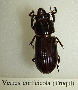 Verres corticicola sjh.jpg