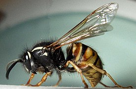 Vespula rufa-f.jpg