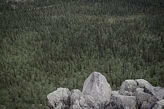 En barskog krysset av en vei sett fra et steinete toppmøte.