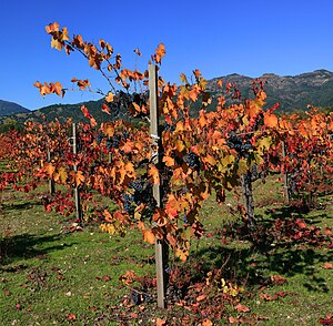 Vineyard in Napa Valley